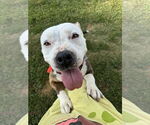 Small #1 American Pit Bull Terrier-Bulldog Mix