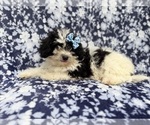 Small #2 Shih-Poo