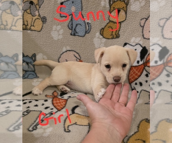 Medium Photo #27 Chizer Puppy For Sale in MONTEZUMA, GA, USA