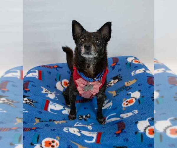 Medium Photo #3 Chihuahua-Unknown Mix Puppy For Sale in Kennesaw, GA, USA