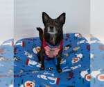 Small #2 Chihuahua Mix