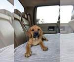 Puppy 8 America Bandogge Mastiff