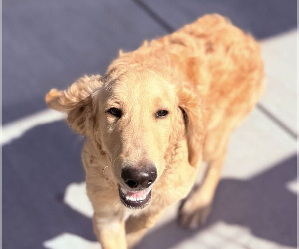Medium Photo #3 Goldendoodle Puppy For Sale in Oak Bluffs, MA, USA