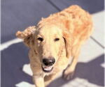 Small #2 Goldendoodle