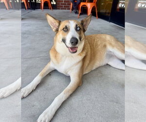 Chani - Female Mutt Dog for Adoption - Photo #4