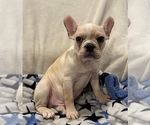 Small Photo #1 Faux Frenchbo Bulldog Puppy For Sale in RIDGEVILLE, SC, USA