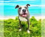 Small #9 American Pit Bull Terrier