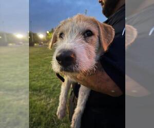 Mutt Dogs for adoption in San Antonio, TX, USA