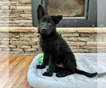 Small Photo #26 German Shepherd Dog Puppy For Sale in LENOIR, NC, USA