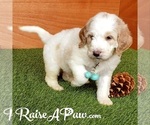 Small Photo #1 Goldendoodle-Poodle (Standard) Mix Puppy For Sale in OVERGAARD, AZ, USA
