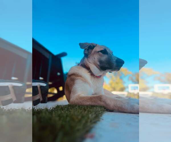 Medium Photo #3 Mutt Puppy For Sale in Dallas, TX, USA