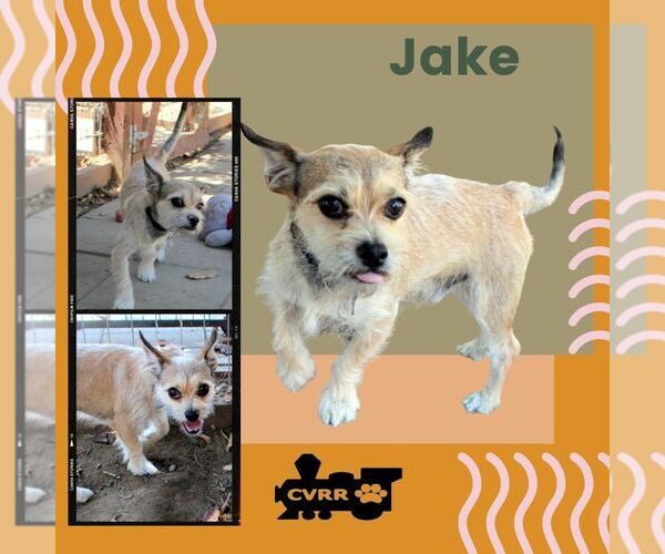 Medium Photo #1 Mutt Puppy For Sale in Lindsay, CA, USA