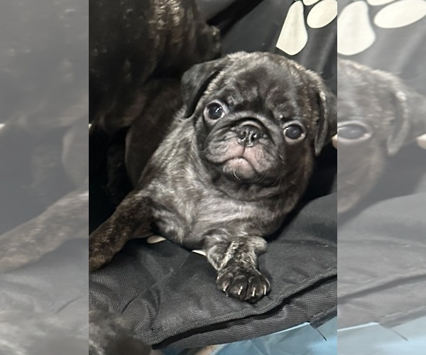 Medium Photo #52 Pug Puppy For Sale in TROY, MO, USA