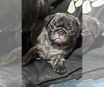 Small Photo #52 Pug Puppy For Sale in TROY, MO, USA