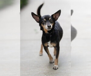 Chipin Dogs for adoption in Belleville, IL, USA