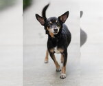 BRYSON - Male Chipin Dog for Adoption - Small photo
