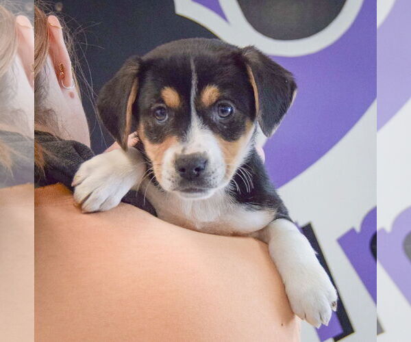 Medium Photo #6 Bagle Hound Puppy For Sale in Huntley, IL, USA