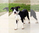 Small #1 American Pit Bull Terrier-Great Dane Mix