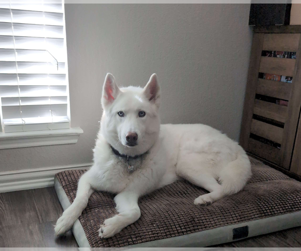 Medium Photo #3 - Mix Puppy For Sale in McKinney, TX, USA