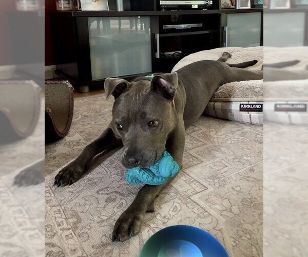 Medium Photo #6 American Pit Bull Terrier-Unknown Mix Puppy For Sale in Lockport, NY, USA