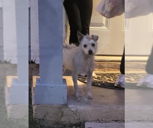 Medium Photo #1 Mutt Puppy For Sale in San Antonio, TX, USA