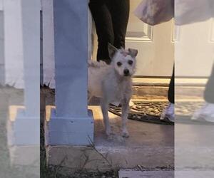 Mutt Dogs for adoption in San Antonio, TX, USA