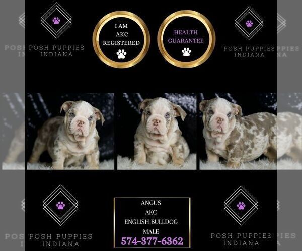 Medium Photo #7 English Bulldog Puppy For Sale in WARSAW, IN, USA