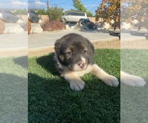 Central Asian shepherd Puppy for sale in CHATSWORTH, CA, USA
