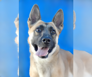German Shepherd Dog Dogs for adoption in Pasadena, CA, USA