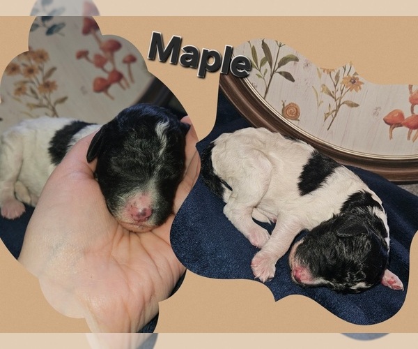 Medium Photo #1 Poodle (Standard) Puppy For Sale in HAVANA, IL, USA