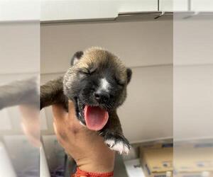 Huskies -Unknown Mix Dogs for adoption in Houston, TX, USA