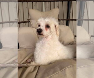 Markie - Male Maltese-Unknown Mix Dog for Adoption - Photo #2