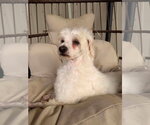 Small Photo #2 Maltese-Unknown Mix Puppy For Sale in Germantown, OH, USA