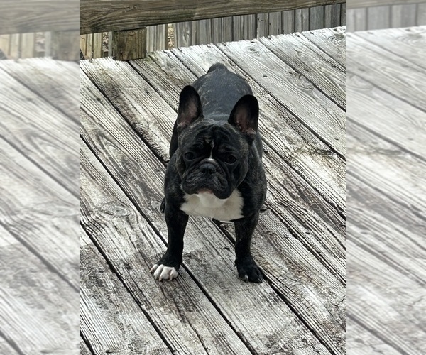 Medium Photo #1 French Bulldog Puppy For Sale in BLUFF PARK, AL, USA