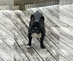 Small Photo #1 French Bulldog Puppy For Sale in BLUFF PARK, AL, USA