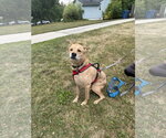 Small #5 Chow Chow-German Shepherd Dog Mix