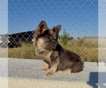 Small #4 French Bulldog