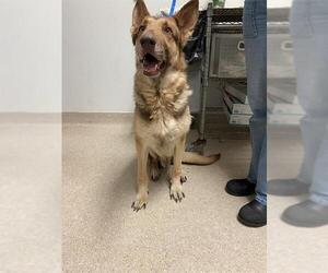German Shepherd Dog Dogs for adoption in Bakersfield, CA, USA