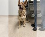 Small German Shepherd Dog