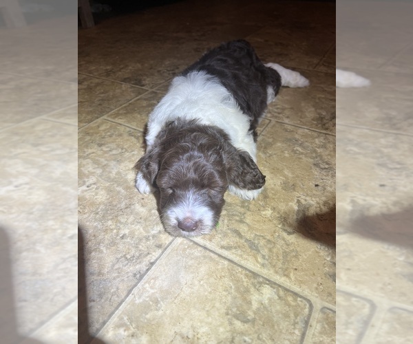 Medium Photo #1 Goldendoodle Puppy For Sale in SPARTANBURG, SC, USA