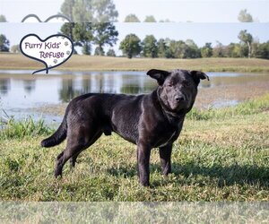 Labrador Retriever-Unknown Mix Dogs for adoption in Lee's Summit, MO, USA
