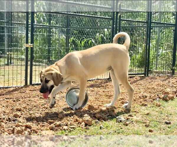 Medium Photo #17 Anatolian Shepherd-Rhodesian Ridgeback Mix Puppy For Sale in Higley, AZ, USA