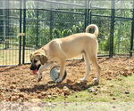 Small #16 Anatolian Shepherd-Rhodesian Ridgeback Mix
