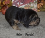Small Photo #11 Bloodhound Puppy For Sale in MOUNT AIRY, MD, USA