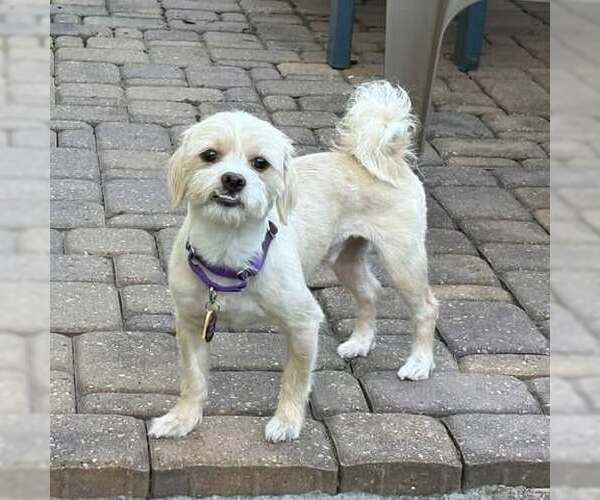 Medium Photo #3 Maltipoo Puppy For Sale in Princeton, MN, USA