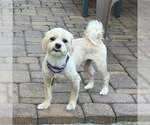 Small #2 Maltipoo