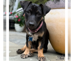 Small #4 Dachshund Mix