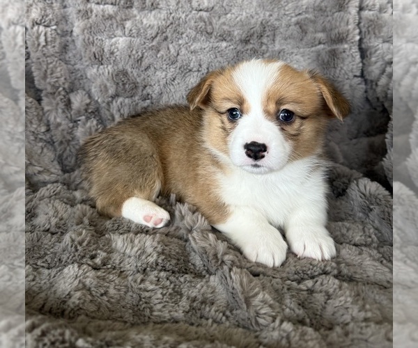 Medium Photo #2 Pembroke Welsh Corgi Puppy For Sale in BAYTOWN, TX, USA
