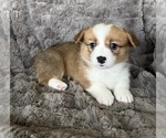 Small #1 Pembroke Welsh Corgi