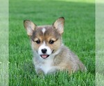Image preview for Ad Listing. Nickname: Levi